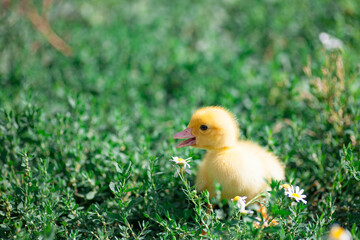 small duck who discovers life