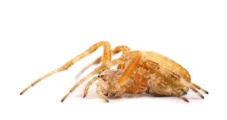 European Garden (Cross) Spider - Araneus diadematus isolated on white background