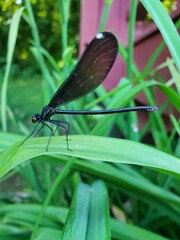 dragonfly on a leaf