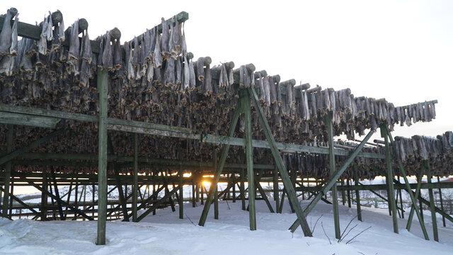 Dried Fish hanging up on wooden racks in Henningsvaer Stockfish industry on the Lofoten Island, Norway.