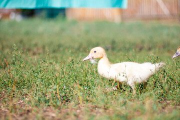 Cute little newborn duckling