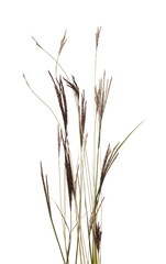 Green field grass isolated on white background with clipping path
