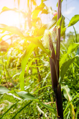 Selective focus picture of blue corn cob in organic corn field, with sunlight