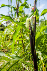 Selective focus picture of blue corn cob in organic corn field.