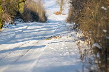 Stado ptaków na leśnej drodze w zimowej scenerii © Monika