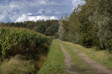 Fototapeta na wymiar Dirtroad. Countryside. Holtingerzand. Havelte. Drenthe. Netherlands. Maize field.