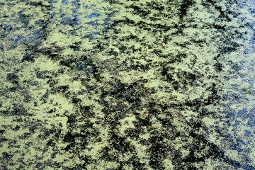 Swamp green pattern and view