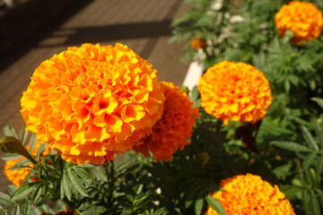 夏に咲いたオレンジのアフリカンマリーゴールドの花