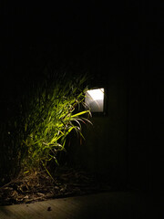 plant at night