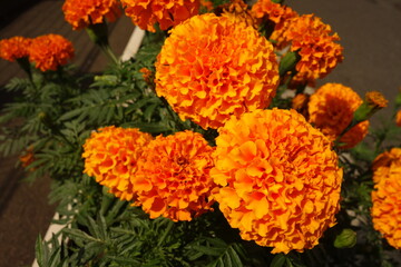 夏に咲いたオレンジのアフリカンマリーゴールドの花