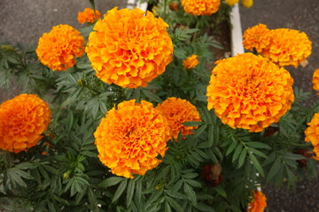 夏に咲いたオレンジのアフリカンマリーゴールドの花