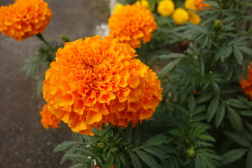 夏に咲いたオレンジのアフリカンマリーゴールドの花