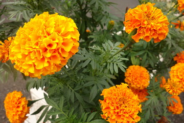 夏に咲いたオレンジのアフリカンマリーゴールドの花