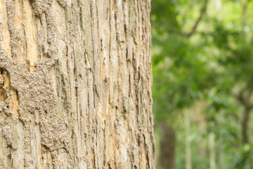 Teak tree in the forest with blurred background