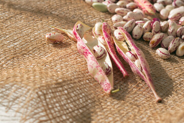 Cranberry beans in open shells on natural jute background, pile of clean beans at backstage