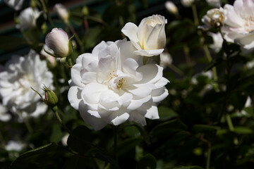 Obraz na płótnie Canvas Stunningly magnificent romantic beautiful pure snow white Iceberg rose blooming in early spring adds fragrant charm to the garden with its decorative florabunda clustering habit .