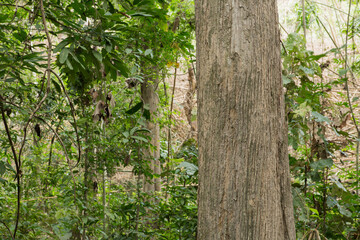 Teak tree in the forest with blurred background