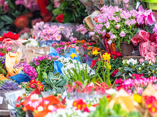 Spring flowers variety to buy