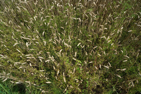 Closeup shot of melica ciliata in a field