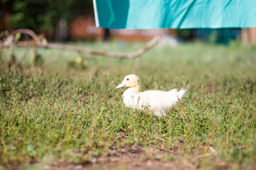 Cute little newborn duckling