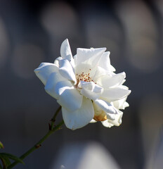 Obraz premium Stunningly magnificent romantic beautiful pure snow white Iceberg rose blooming in early spring adds fragrant charm to the garden with its decorative florabunda clustering habit .