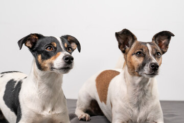 Two brown, black and white Jack Russell Terrier posing in a studio, in full length , copy space