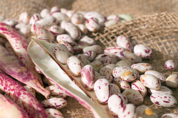 Pile of fresh harvest cranberry beans cleaned and inside shells on jute natural background, growing beans concept