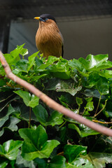 The brahminy myna or brahminy starling, sturnia pagodarum, from starling family of birds