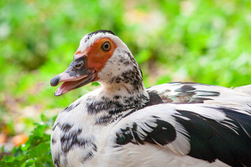 family of ducks