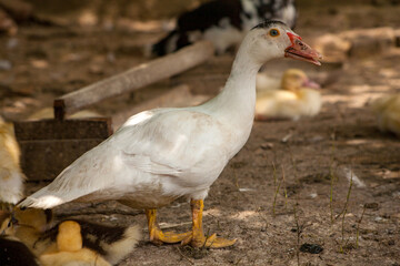 Domestic duck Duck on green grass