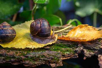 Large snails crawling along the bark of a tree. Burgudian, grape or Roman edible snail from the Helicidae family.