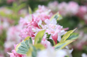 Isolated pink flowers close up photo at nature. Beautiful pink rhododendron photo in the botanic garden. 