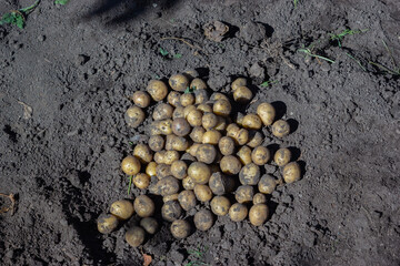 Fototapeta na wymiar Freshly dug potatoes in the ground