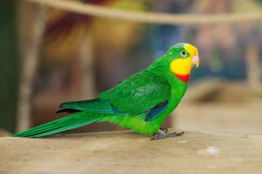 Green superb parrot. Bird portrait isolated.