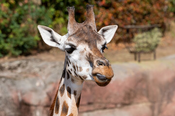 Fototapeta premium Giraffe