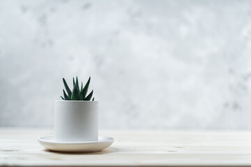 One Succulent and cactus in a concrete pot on a wooden table and white background