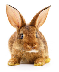 Brown rabbit on white.