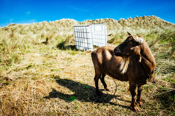 Angekettete Ziege in den Dünen von Terschelling