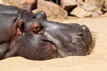 Hippopotamus