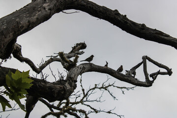 Unas aves en lo alto de un árbol de rama fina 