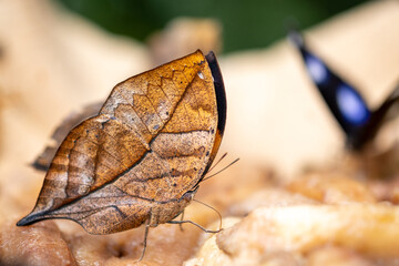 Concept nature view of butterfly on blurred greenery background in garden and sunlight with copy space using as background natural green plants landscape, ecology, fresh wallpaper concept.