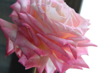 Superbly magnificent romantic beautiful  pale pink suffused cream Kordes' Perfecta hybrid tea climbing rose blooming in late spring adds fragrance and color to the urban landscape.