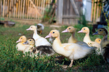 Cute little newborn duckling