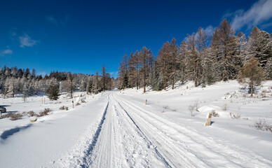 View of winter forest in Altay mountains