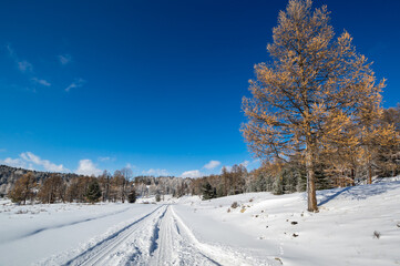 View of winter forest in Altay mountains