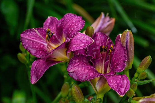 purple violet lily