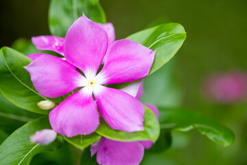 Concept nature view of pink leaf on blurred greenery background in garden and sunlight with copy space using as background natural green plants landscape, ecology, fresh wallpaper concept.