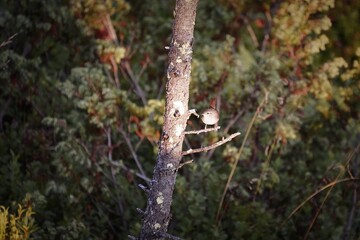 a troglodytes troglodytes perched on a tree in the morning sun in autumn
