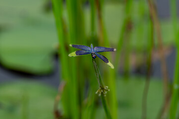 美しいトンボ　チョウトンボ