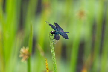 美しいトンボ　チョウトンボ